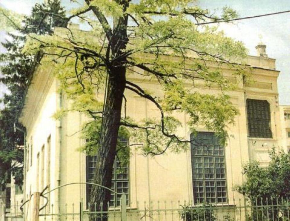 ZOOM IN EUROPA: Liliacul de la Sinagogă va înflori din nou