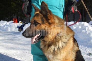 Patruped la cursuri: Câine al Jandarmeriei, instruit să salveze victimele avalanșelor