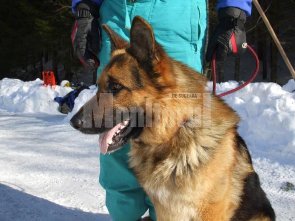 Patruped la cursuri: Câine al Jandarmeriei, instruit să salveze victimele avalanșelor