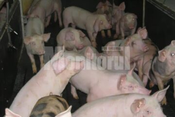 Ferme: Afaceri cu porci