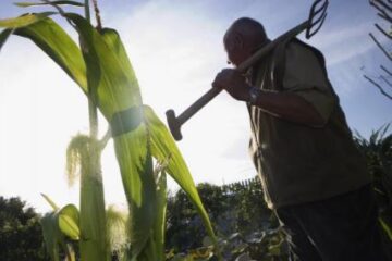 Estimări de la minister: Agricultorii vor cultiva mai mult porumb și floarea-soarelui