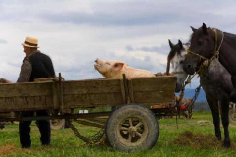 Finanțări: Fermele mici pot primi fonduri UE pentru consultanță