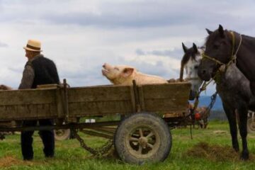 Finanțări: Fermele mici pot primi fonduri UE pentru consultanță