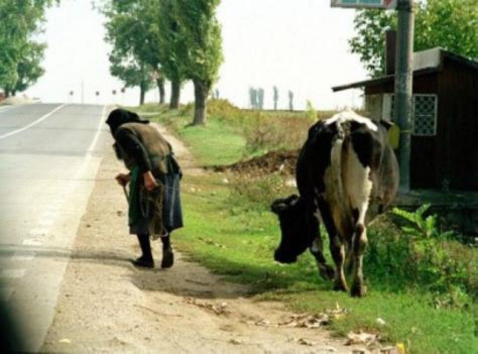 Pentru a-și lua tancuri de răcire și aparate de muls, țăranii care au 1-2 vaci trebuie să se asocieze