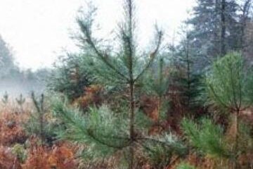 Cinci milioane de puieți pentru regenerarea pădurilor Sucevei