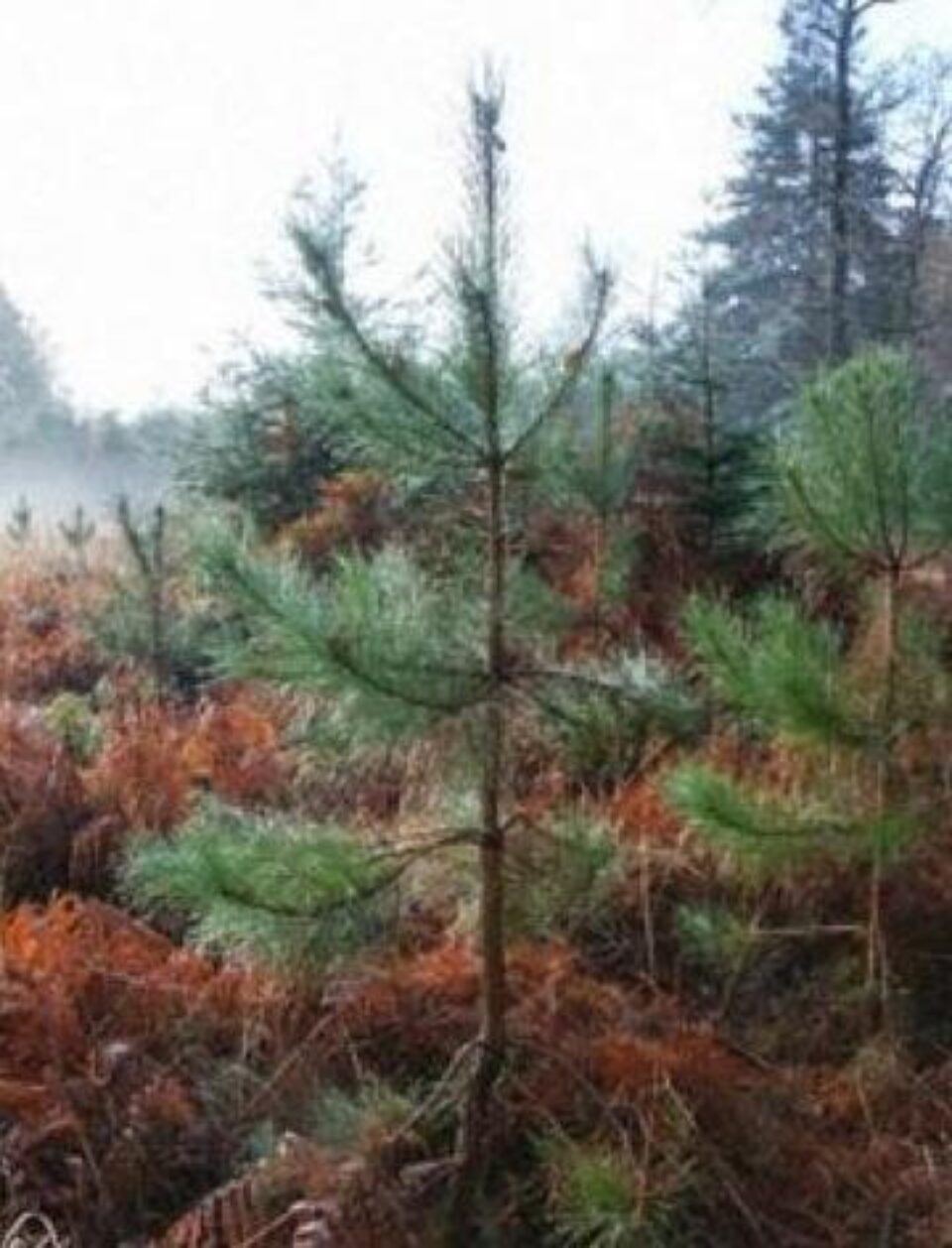 Cinci milioane de puieți pentru regenerarea pădurilor Sucevei