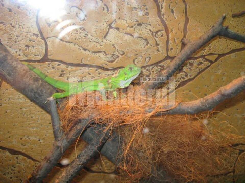 Iguana o duce bine în vivariul de la Muzeul de Științele Naturii
