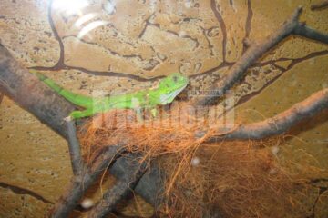 Iguana o duce bine în vivariul de la Muzeul de Științele Naturii