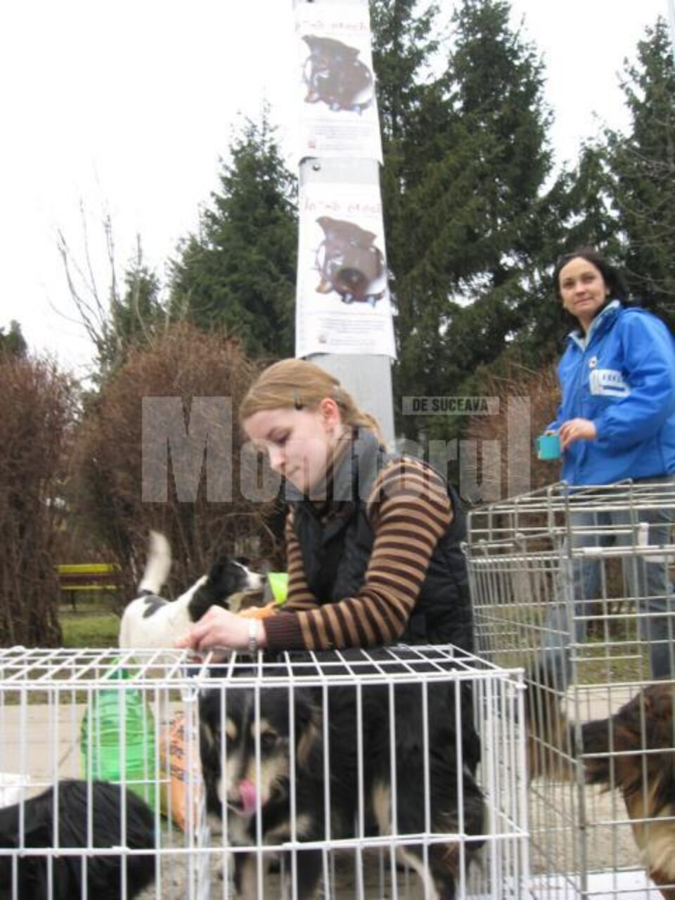 Problema câinilor maidanezi trebuie tratată cu seriozitate