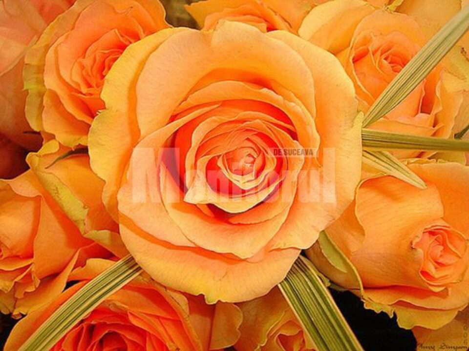 Încălzire de campanie: Primar liberal, acuzat că a dat pe mâna poliției 8 tineri PDL-iști Încălzire de campanie: Primar liberal, acuzat că a dat pe mâna poliției 8 tineri PDL-iști