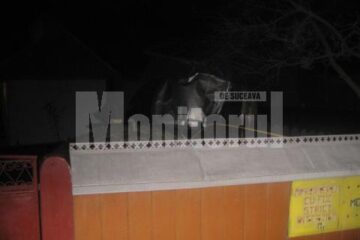 Băgat în mormânt de un „șofer” de 15 ani