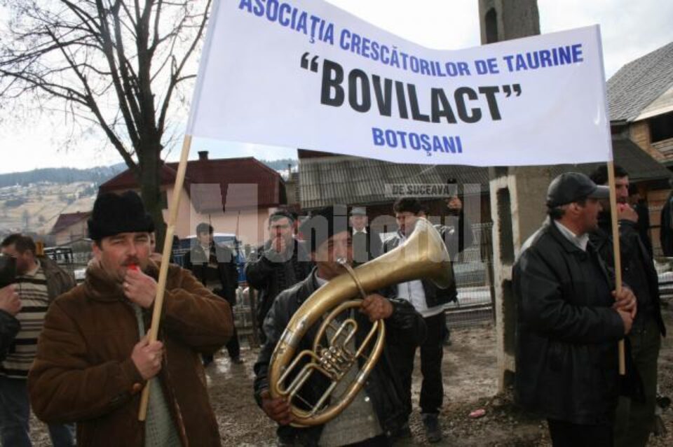 Aproape 200 de crescători de vaci din Moldova au protestat la Vatra Dornei Aproape 200 de crescători de vaci din Moldova au protestat la Vatra Dornei