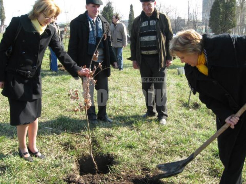 Ziua Gărzii de Mediu: 100 de stejari plantați în zona pasarelei din Burdujeni