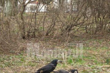 Ciorile au fost otrăvite, spun medicii veterinari
