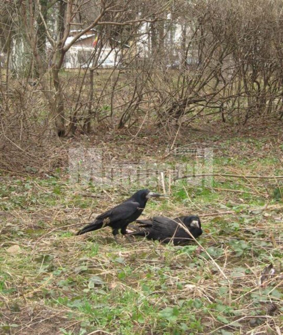 Ciorile au fost otrăvite, spun medicii veterinari Ciorile au fost otrăvite, spun medicii veterinari