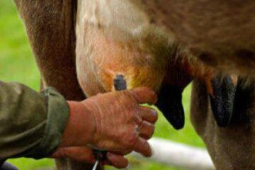 Micii producători de lapte trebuie să se asocieze pentru a rezista pe piață