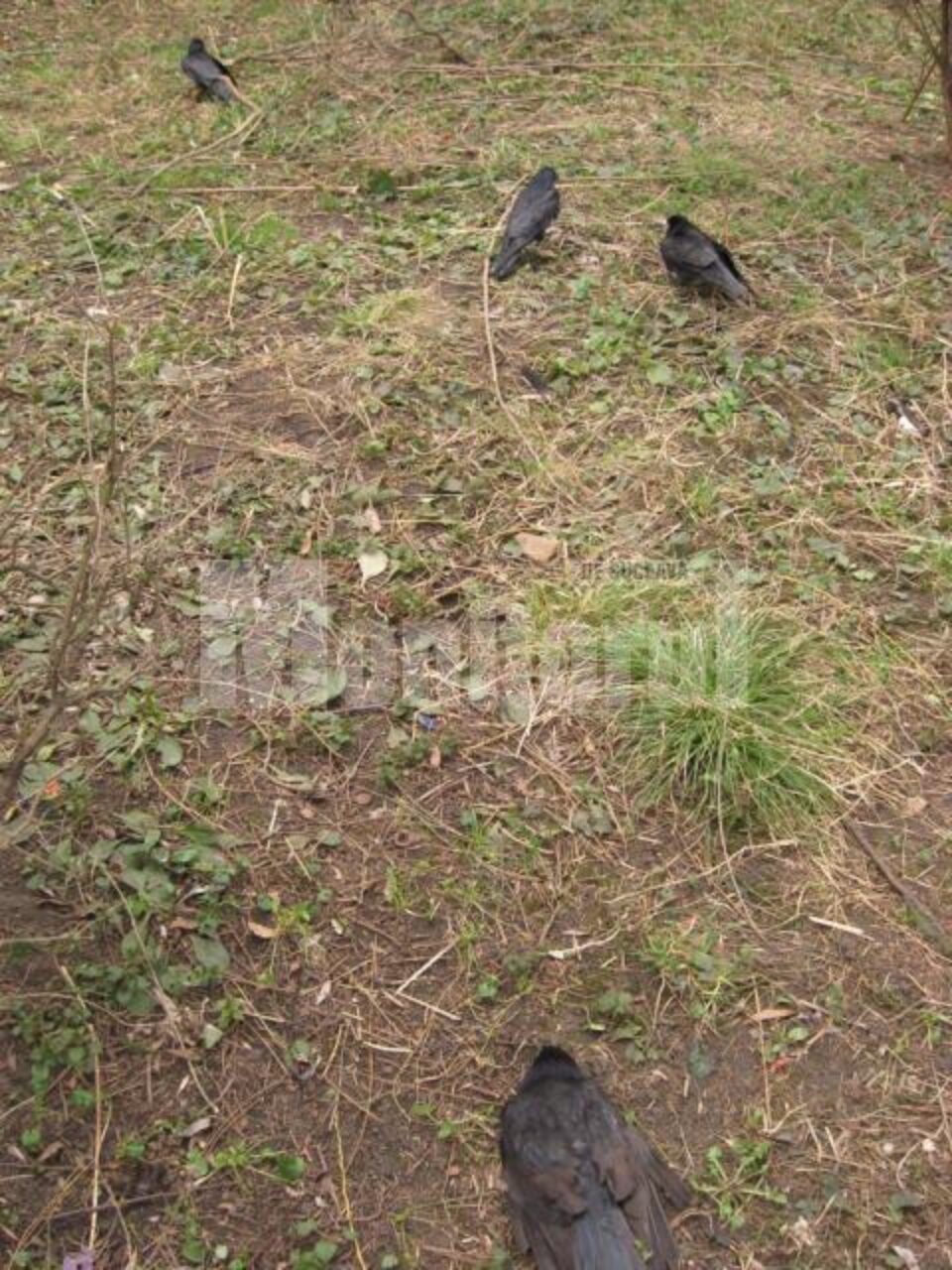 Ciorile au fost otrăvite, spun medicii veterinari