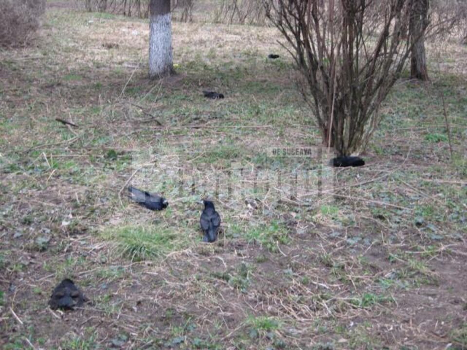 Ciorile au fost otrăvite, spun medicii veterinari