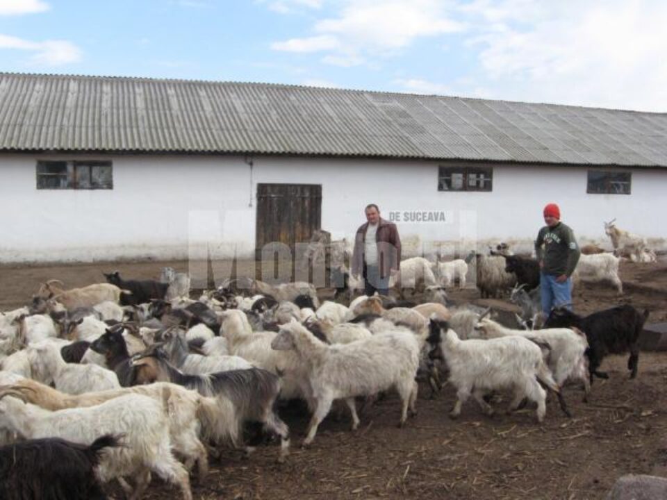 Octavian Cuzencu, la ferma sa de capre Octavian Cuzencu, la ferma sa de capre