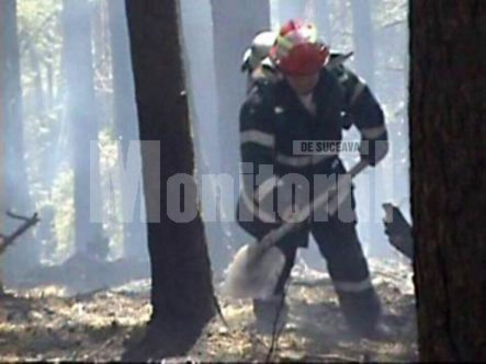 Risc: Pădurea din Marginea, pusă în pericol de incendierea vegetației uscate