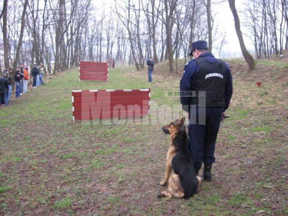 Sărbătoare: Demonstrație de forță și măiestrie la Ziua Jandarmeriei