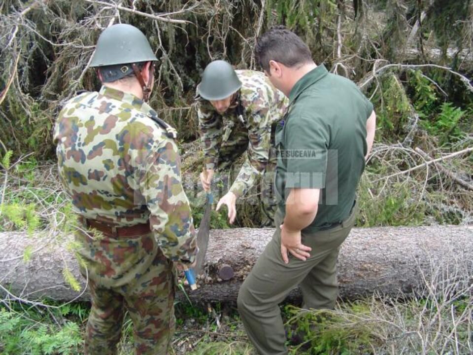 Proiectil scos din trunchiul unui copac