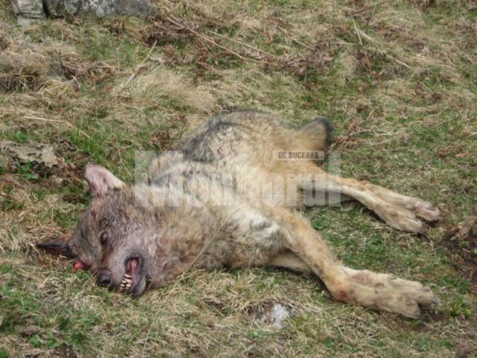 2. Lupoaica care l-a atacat pe Costel Liviu Botez