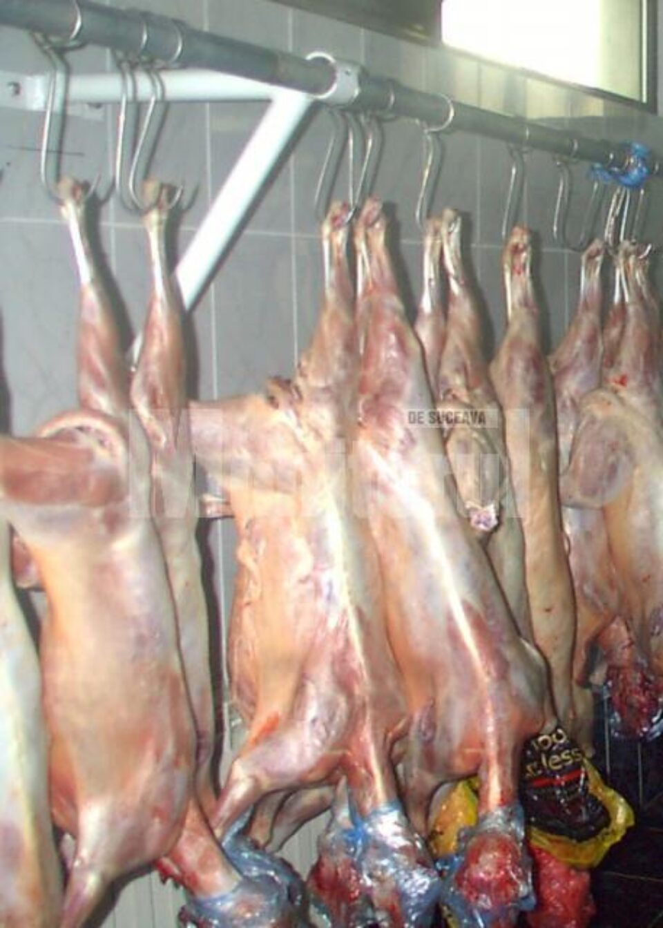 Consumatorii sunt sfătuiți să cumpere miei doar din spațiile autorizate Consumatorii sunt sfătuiți să cumpere miei doar din spațiile autorizate