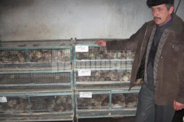 Ioan Buzduga și prepelițele sale