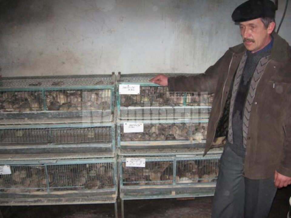 Ioan Buzduga și prepelițele sale Ioan Buzduga și prepelițele sale