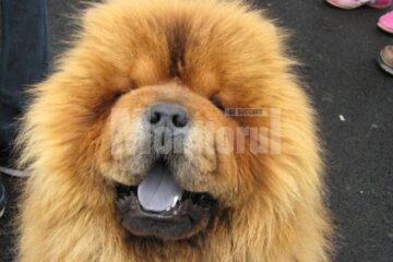 Chow Chow cu limba albastră