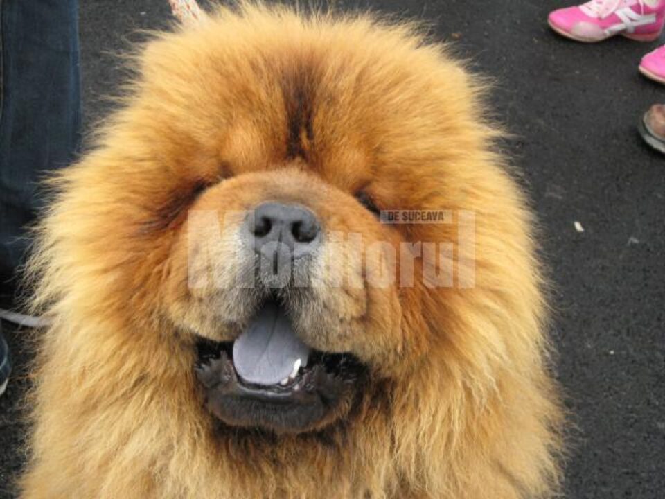 Chow Chow cu limba albastră