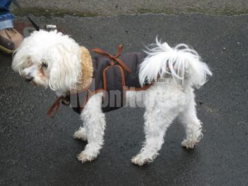 În centrul atenției: Câinii de rasă, vedetele zilei