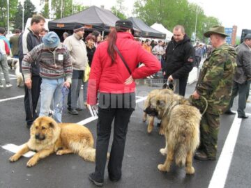 Competiția ciobăneștilor
