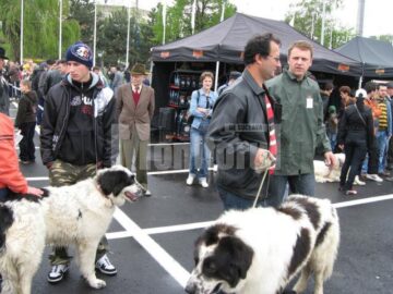 În centrul atenției: Câinii de rasă, vedetele zilei