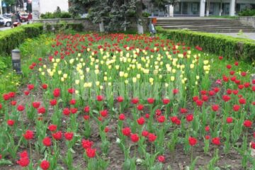 Bun public: Lalelele din centrul Sucevei, ținta hoților de flori