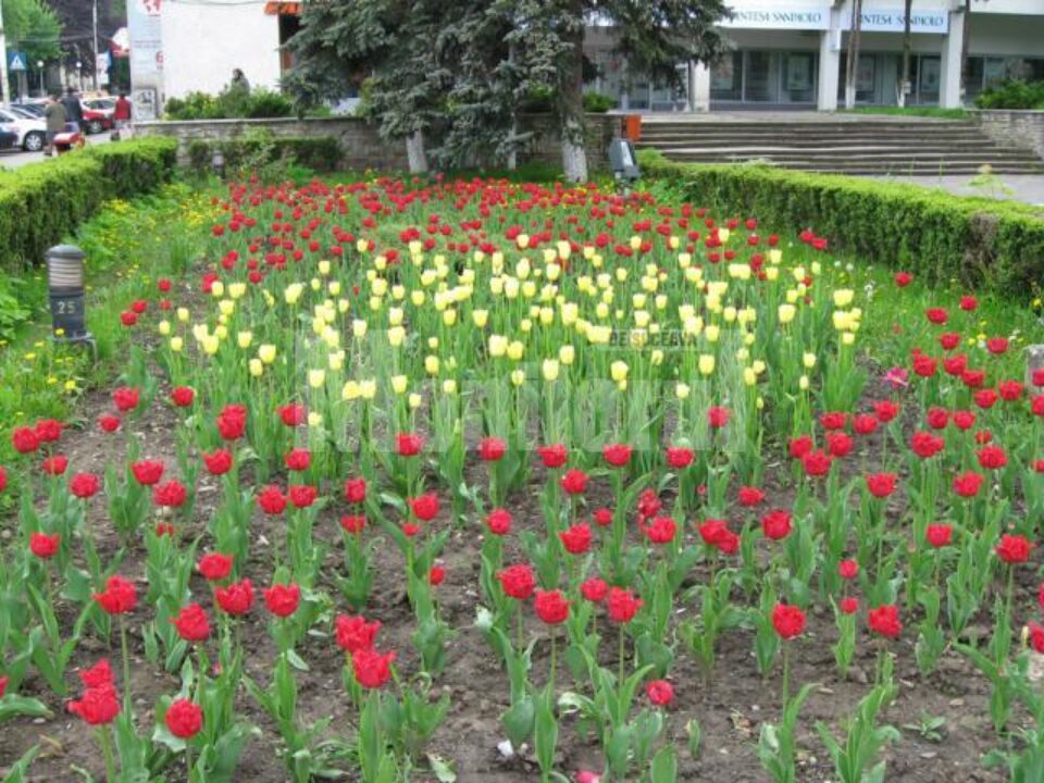 Bun public: Lalelele din centrul Sucevei, ținta hoților de flori