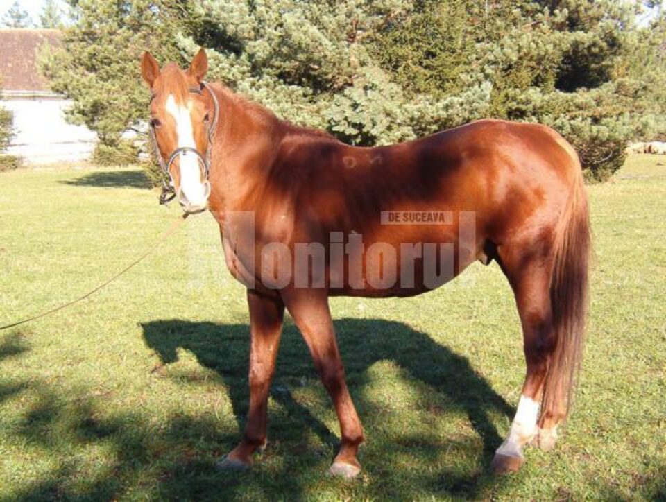 Foto: Direcția Silvică