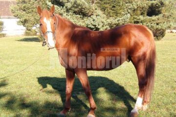 Foto: Direcția Silvică