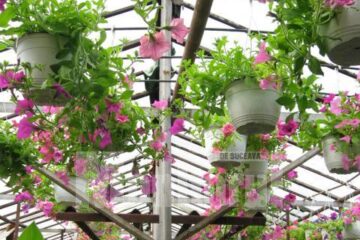 Flori din Serele Primăriei Suceava. Foto: Cosmin ROMEGA