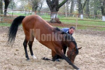 Salutul calului arab după un galop sălbatic