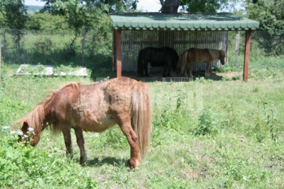 La ștrandul municipal, poneii vor face deliciul copiilor