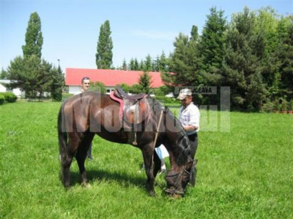 Competiție internațională: Caii arabi de la Rădăuți, selectați pentru campionatul mondial din Franța Competiție internațională: Caii arabi de la Rădăuți, selectați pentru campionatul mondial din Franța
