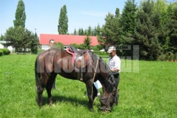 Competiție internațională: Caii arabi de la Rădăuți, selectați pentru campionatul mondial din Franța