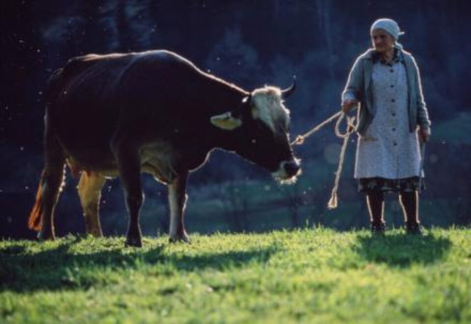 Crescătorii de bovine au la dispoziție o lună pentru a depune noi cereri de subvenții. Foto: ZEFA