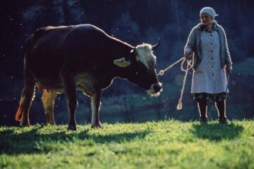 Crescătorii de bovine au la dispoziție o lună pentru a depune noi cereri de subvenții. Foto: ZEFA