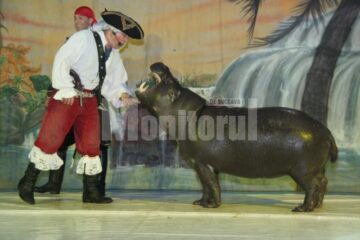 O lume de lumini și umbre, fețe pictate, costume colorate, plină cu personaje haioase sau cu puteri uluitoare, toate sub cupola circului