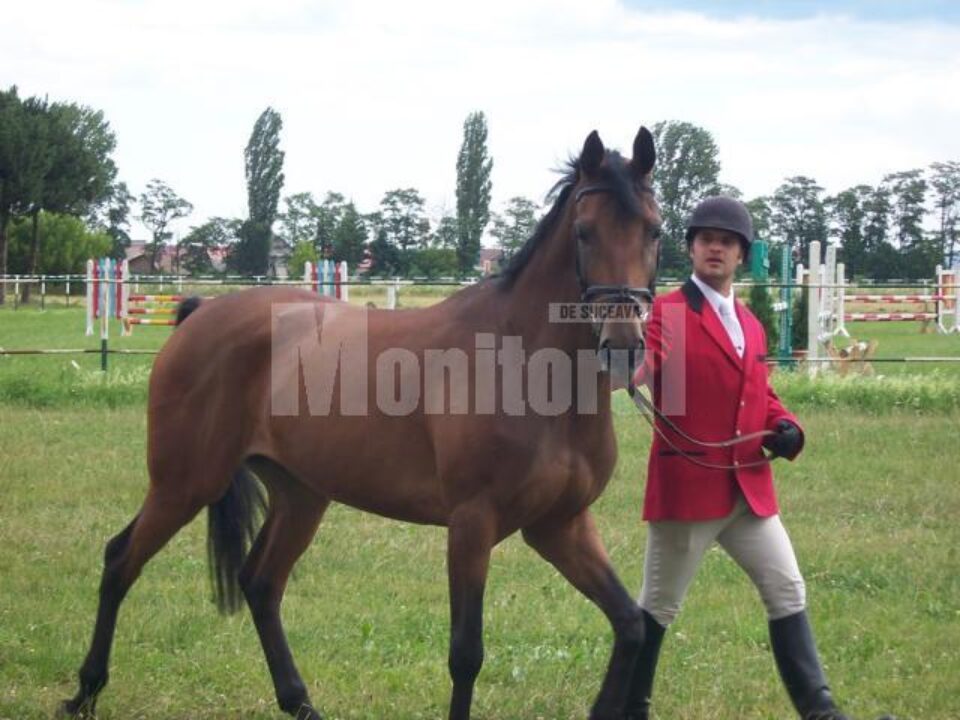 Herghelia Rădăuți: Concurs hipic național cu premii mari Herghelia Rădăuți: Concurs hipic național cu premii mari