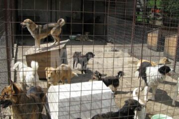 Victime și agresori în același timp