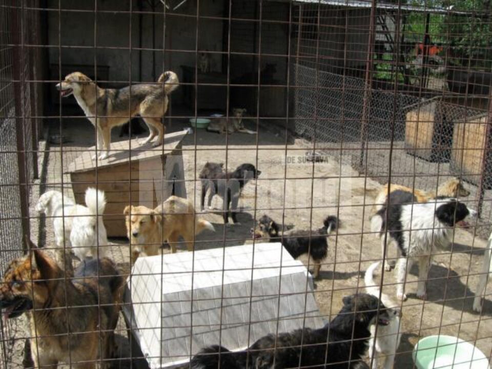 Victime și agresori în același timp Victime și agresori în același timp